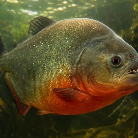 Piragnia red-bellied piranha swimming in a South American freshwater river with sharp teeth visible
